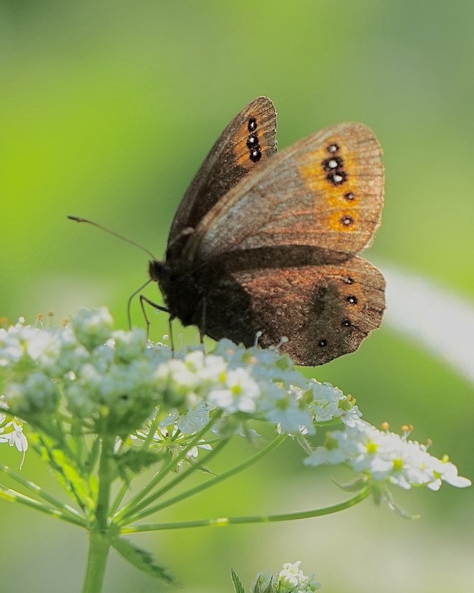 de Prunner's ringlet